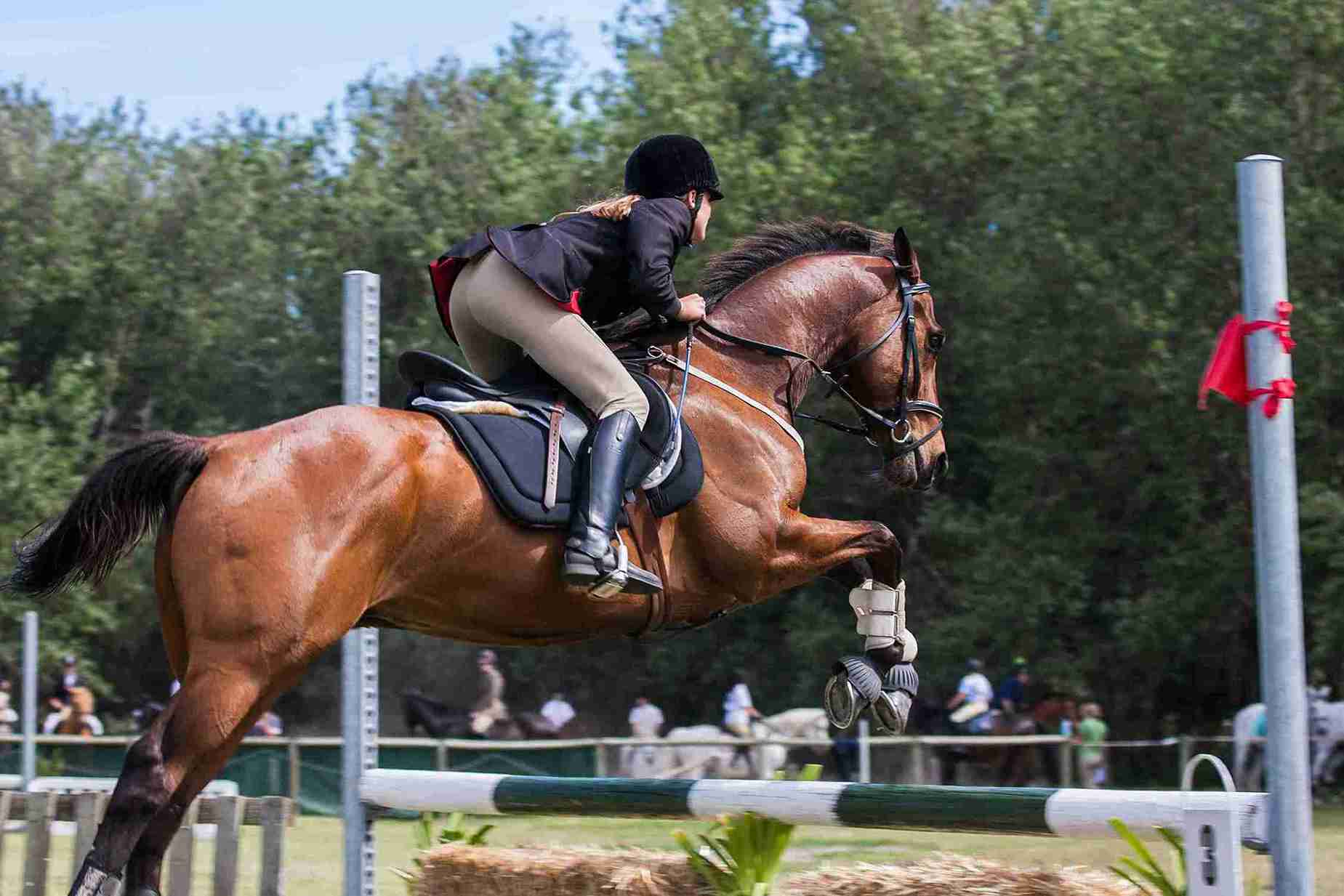 El Cuidado del Caballo en Cada Temporada: Claves para Mantener a Tu Compañero Saludable Todo el Año